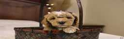 Goldendoodle dogs for sale: Holly - Ad 9