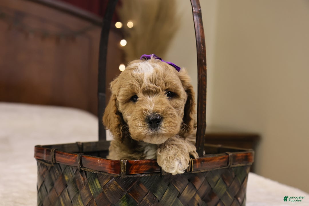 Goldendoodle dogs for sale: Holly - Ad 9