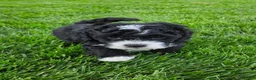 Mini Bernedoodle dogs for sale: Clark - Ad 7