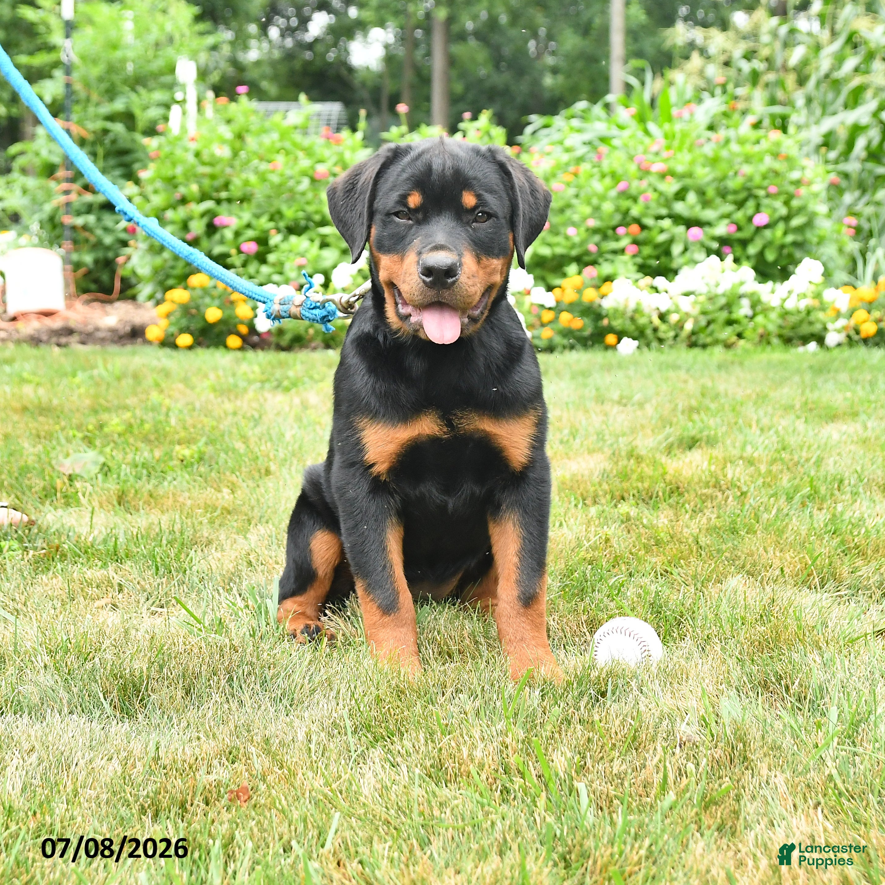 Rottweiler dogs Griffin - Ad 1