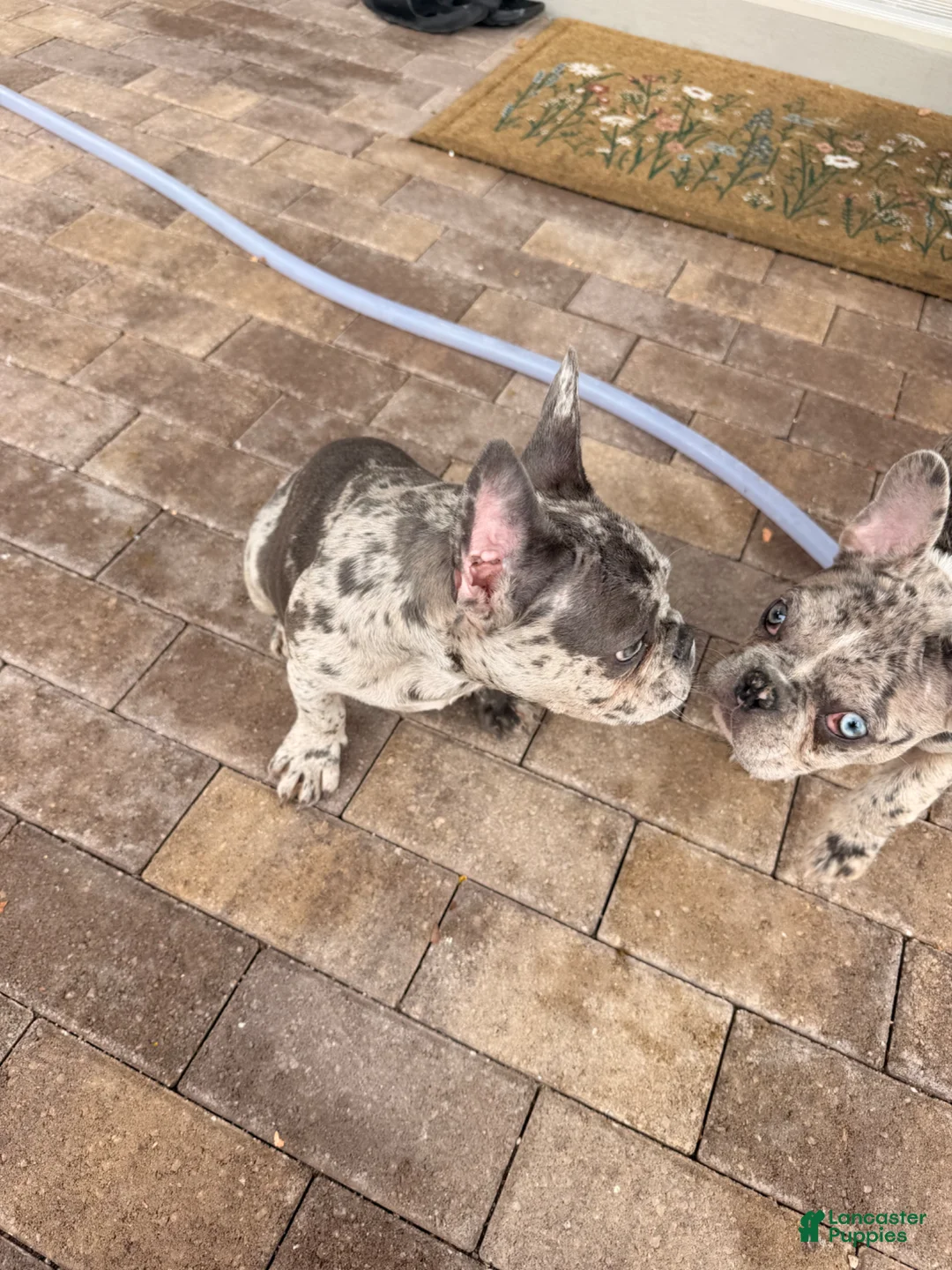 French Bulldog dogs for sale: French Bulldog Puppy 1 - Ad 2