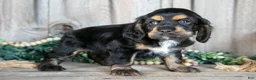 Cocker Spaniel dogs for sale: Daphne - Ad 3