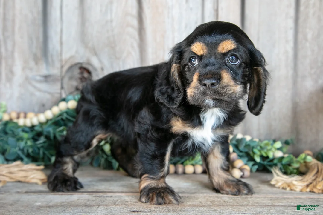 Cocker Spaniel dogs for sale: Daphne - Ad 3