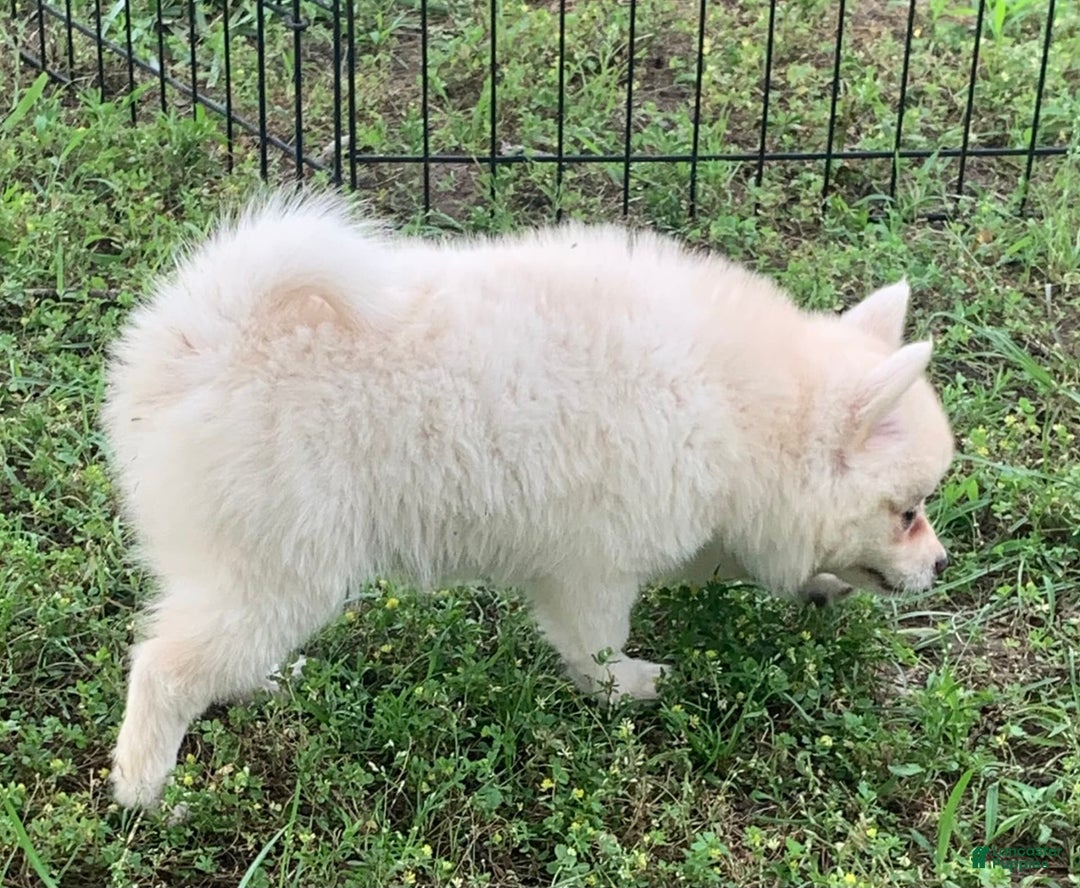Alaskan Klee Kai dogs for sale: Fluffy Lil Tiki - Ad 4