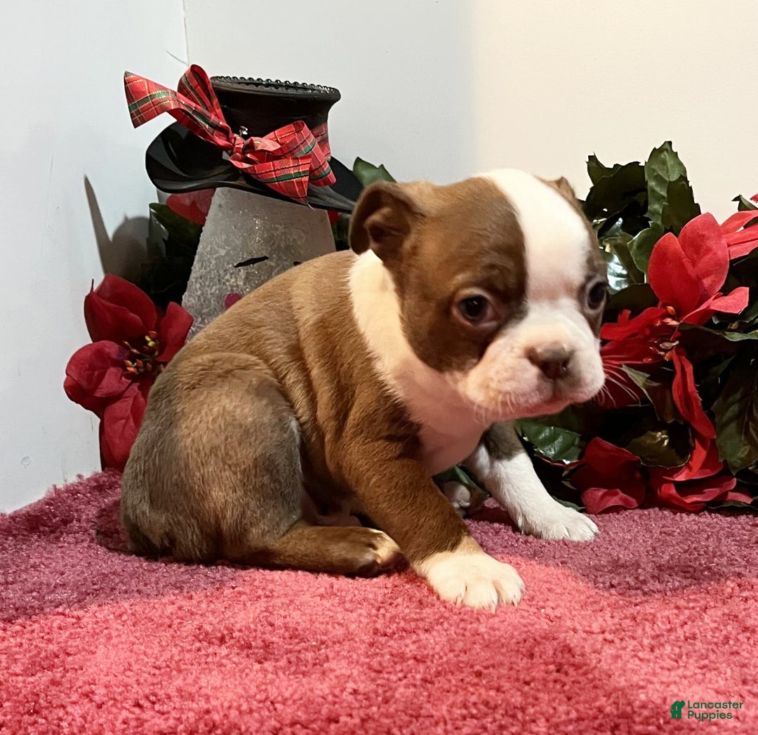Boston Terrier dogs for sale: Rambo - Ad 2