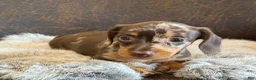 Miniature Dachshund dogs for sale: Daisy - Ad 6