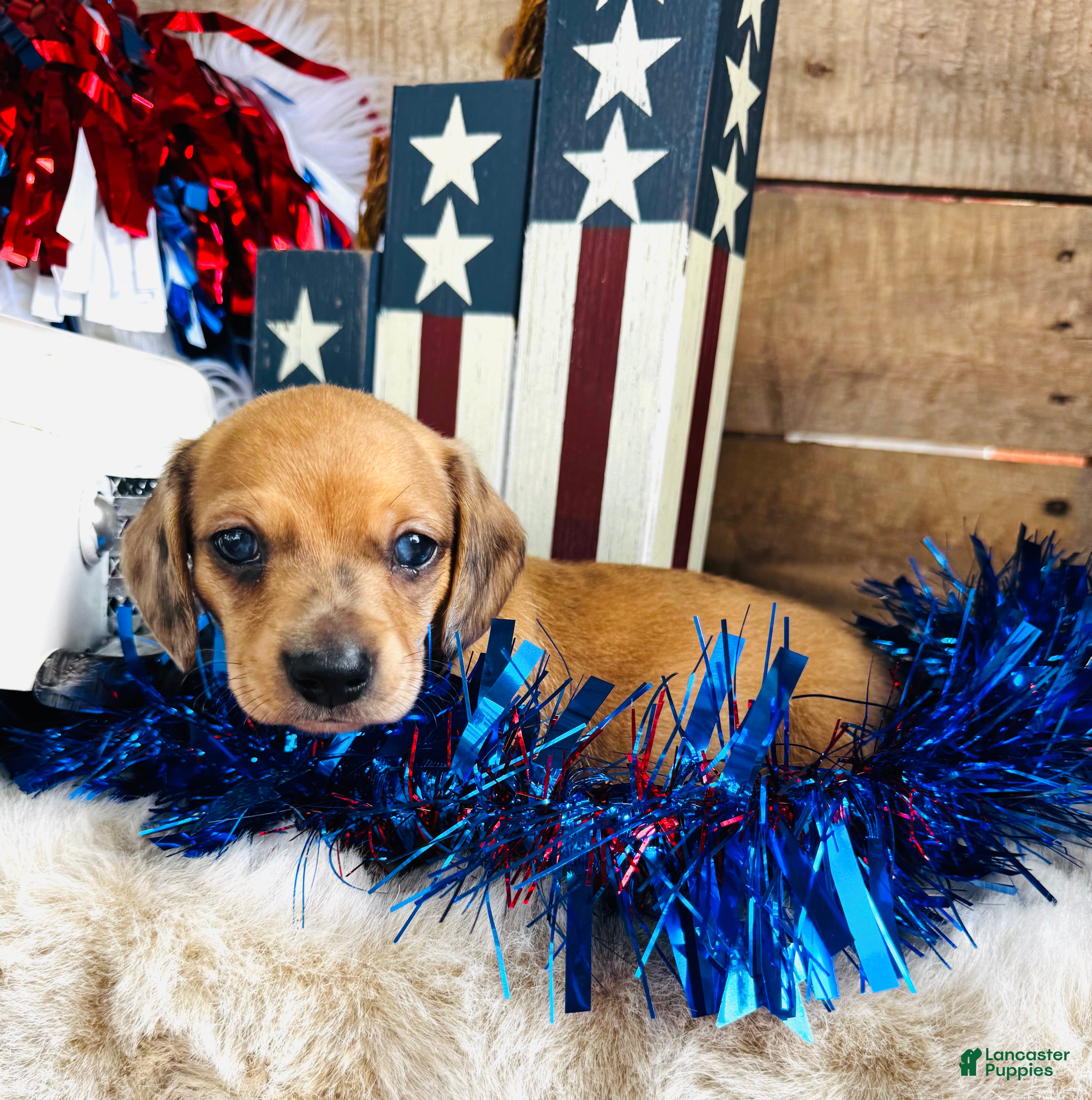 Miniature Dachshund dogs Jack Daniels - Ad 2