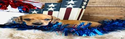 Miniature Dachshund dogs for sale: Jack Daniels - Ad 2