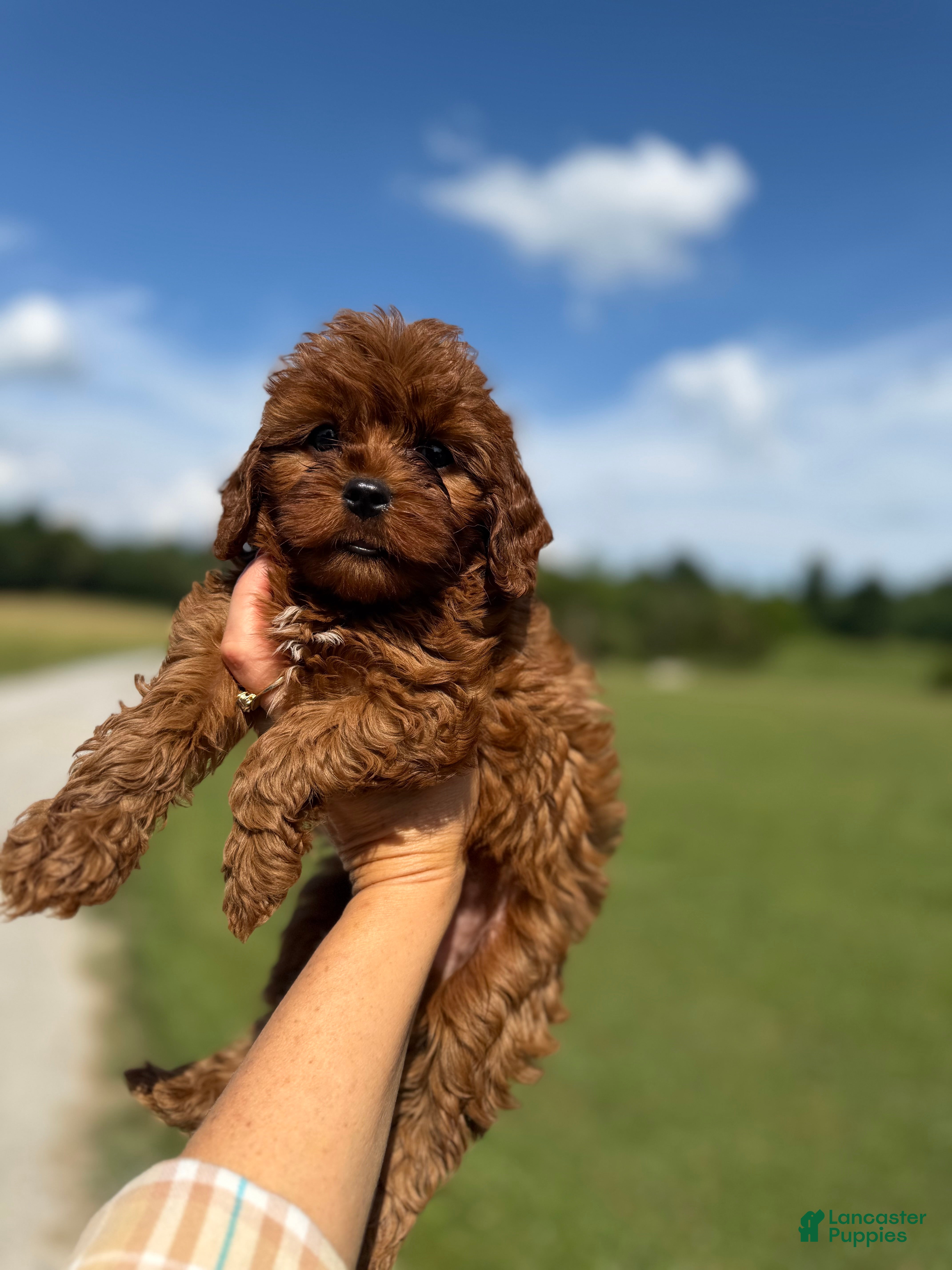Cavapoo dogs Cavapoo Puppy 1 - Ad 18