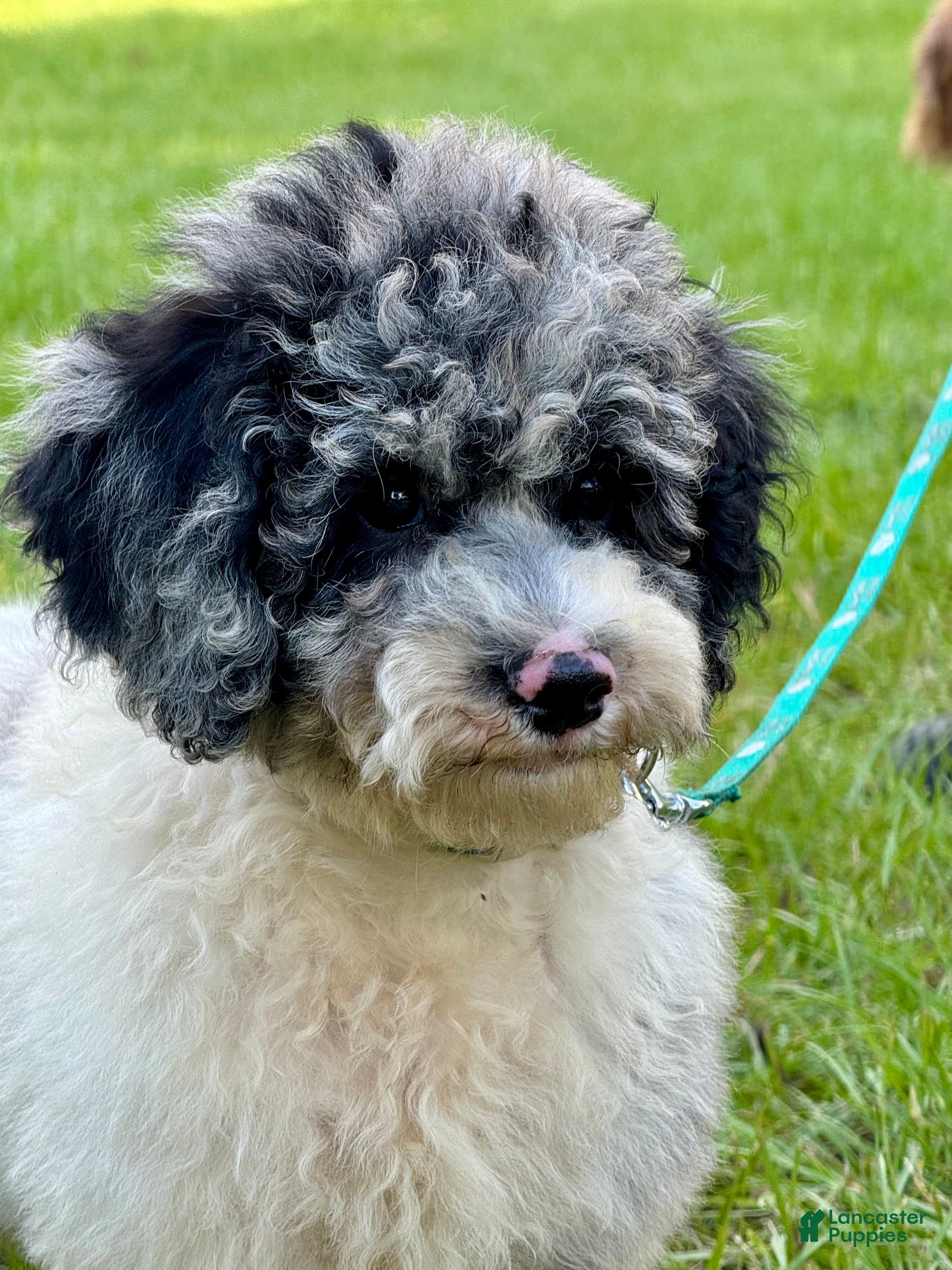 Cockapoo dogs for sale: Sapphire  - Ad 2