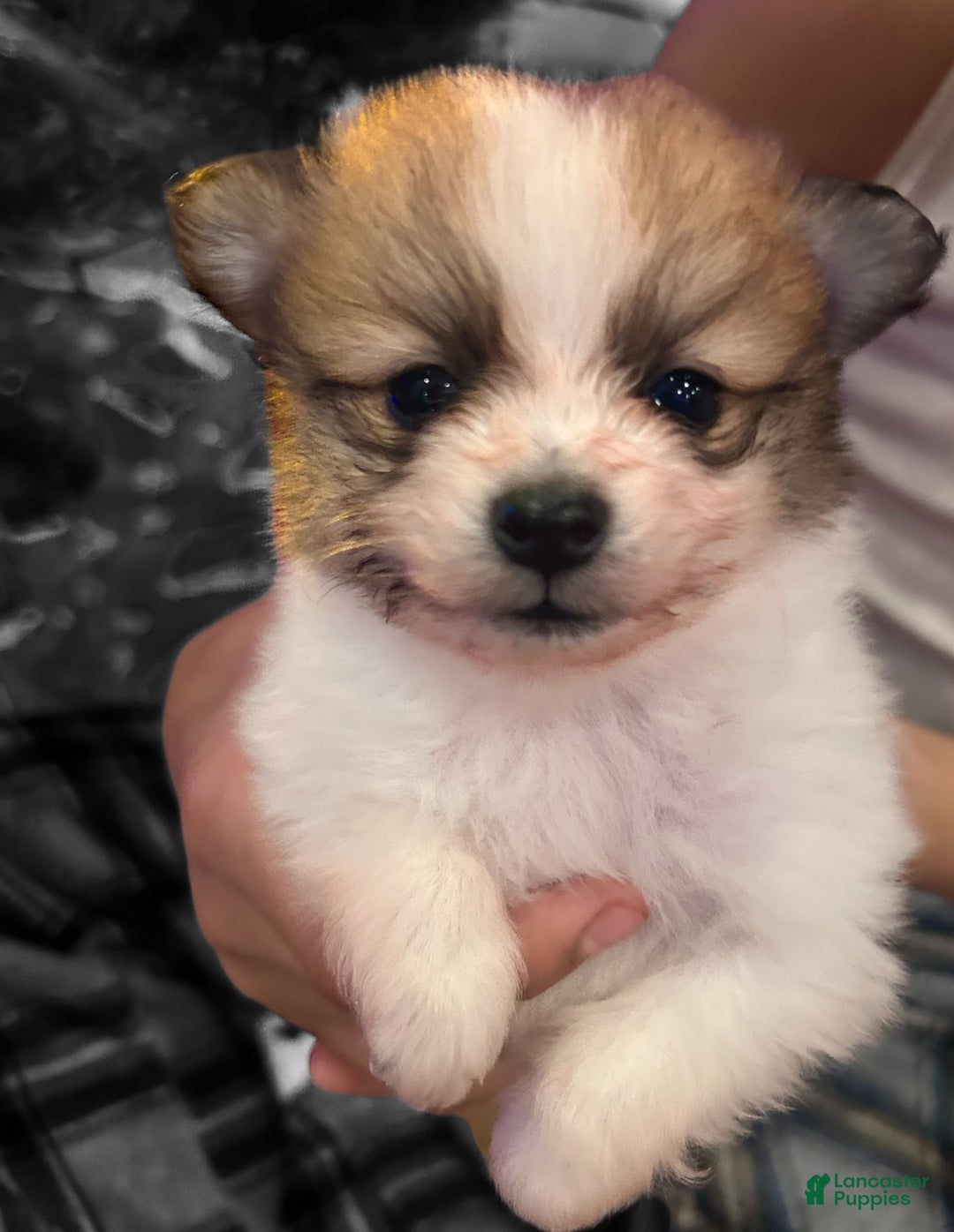 Pomeranian dogs for sale: Pomeranian Pups - Ad 6