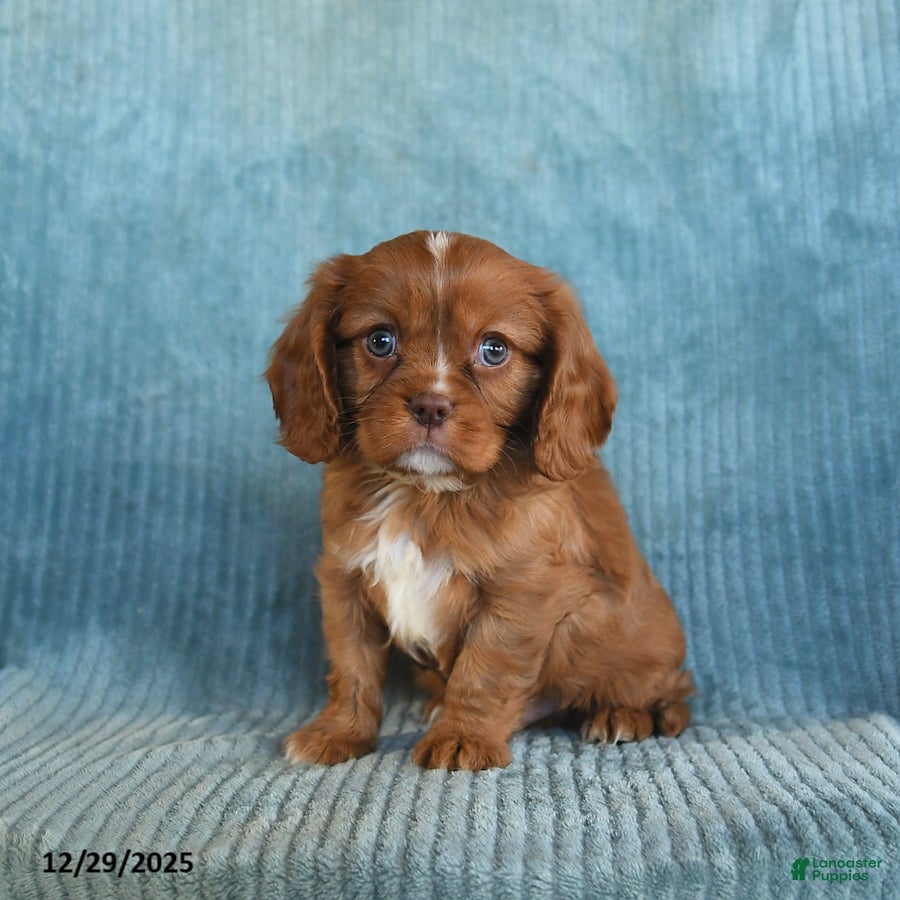 Cavalier King Charles Spaniel dogs Champ   - Ad 4