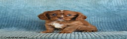 Cavalier King Charles Spaniel dogs for sale: Champ   - Ad 1