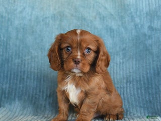 Cavalier King Charles Spaniel dogs Champ - Ad 4
