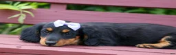 Miniature Dachshund dogs for sale: Sage 🐶 - Ad 16