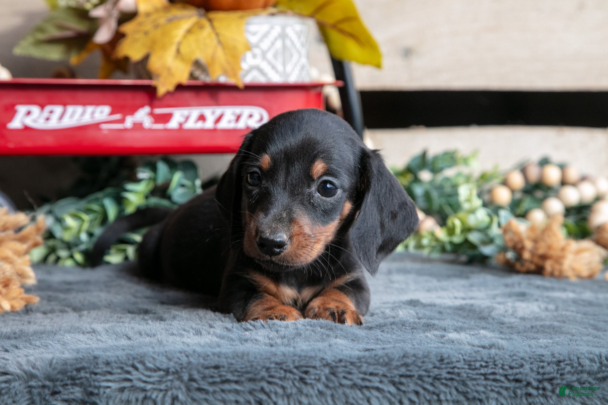 Miniature Dachshund dogs Benjamin - Ad 2