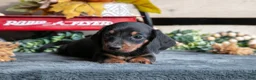 Miniature Dachshund dogs for sale: Benjamin - Ad 2