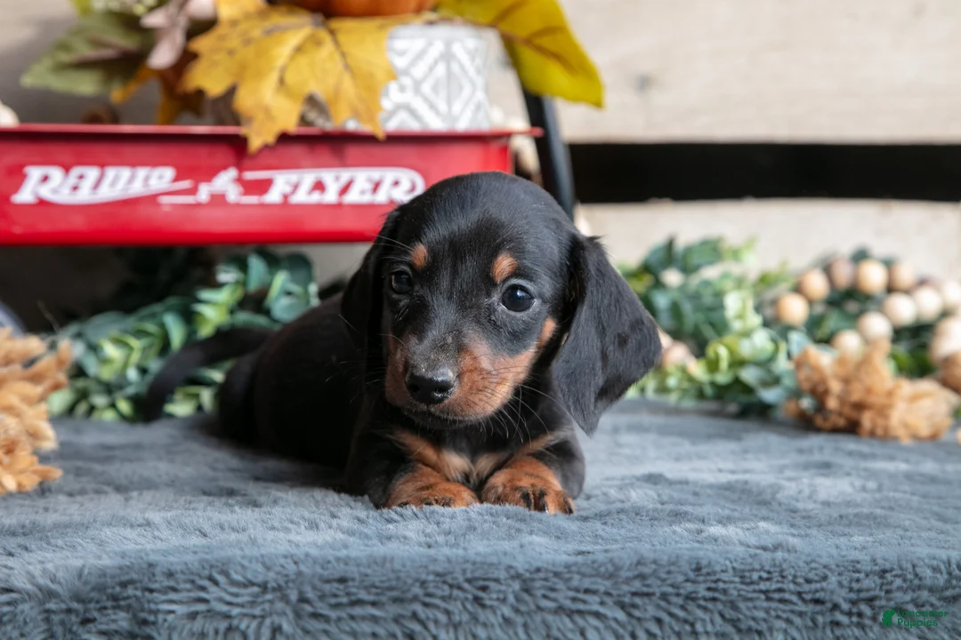 Miniature Dachshund dogs for sale: Benjamin - Ad 2