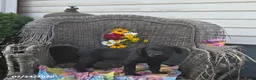 Labrador Retriever dogs for sale: Katrina - Ad 6
