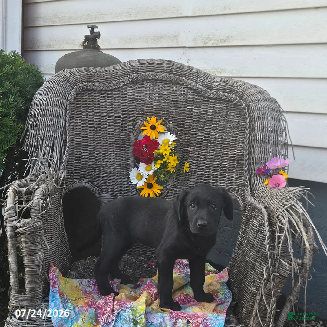 Labrador Retriever dogs for sale: Katrina - Ad 6