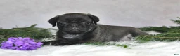 Pug dogs for sale: Jem - Ad 4
