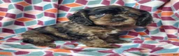 Cocker Spaniel dogs for sale: Skye - Ad 3