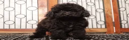 Yorkiepoo dogs for sale: Dorthy - Ad 3