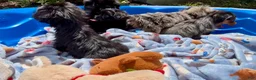 Shorkie dogs for sale: Shorkie 3 - Ad 9