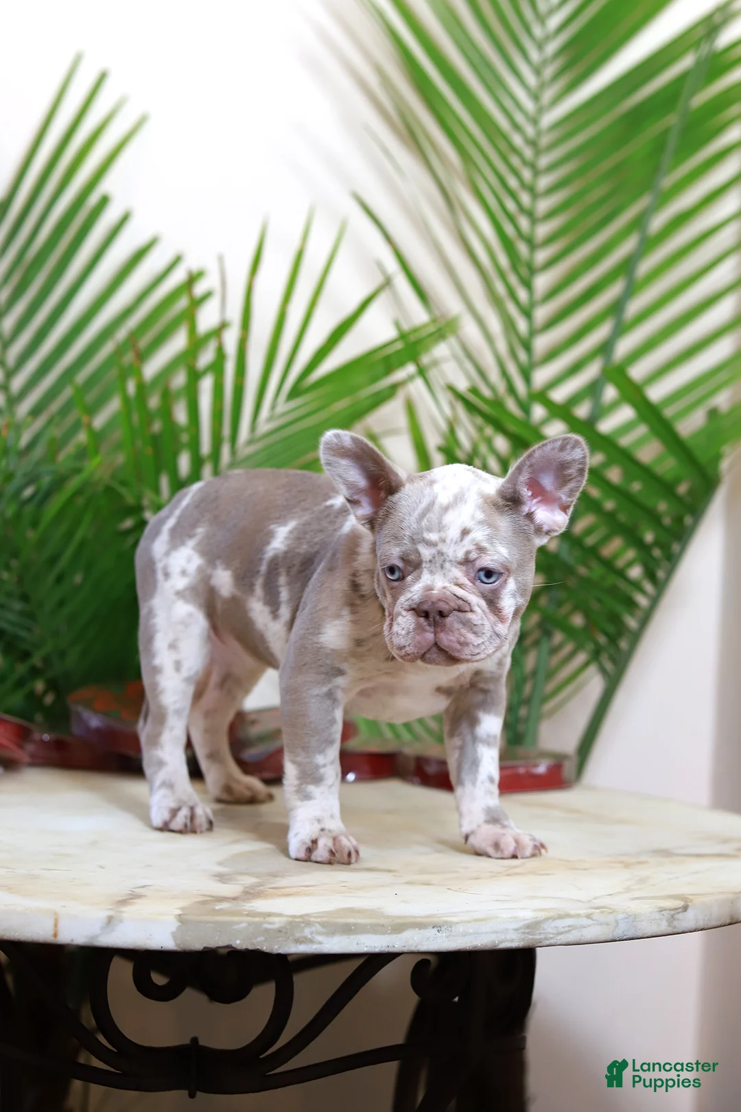 French Bulldog dogs for sale: Milena  - Ad 5