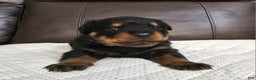 Rottweiler dogs for sale: Rottweiler Puppy 2 Blue Male - Ad 2