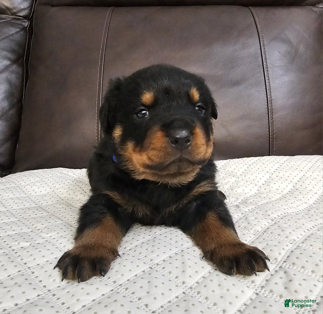 Rottweiler dogs for sale: Rottweiler Puppy 2 Blue Male - Ad 2