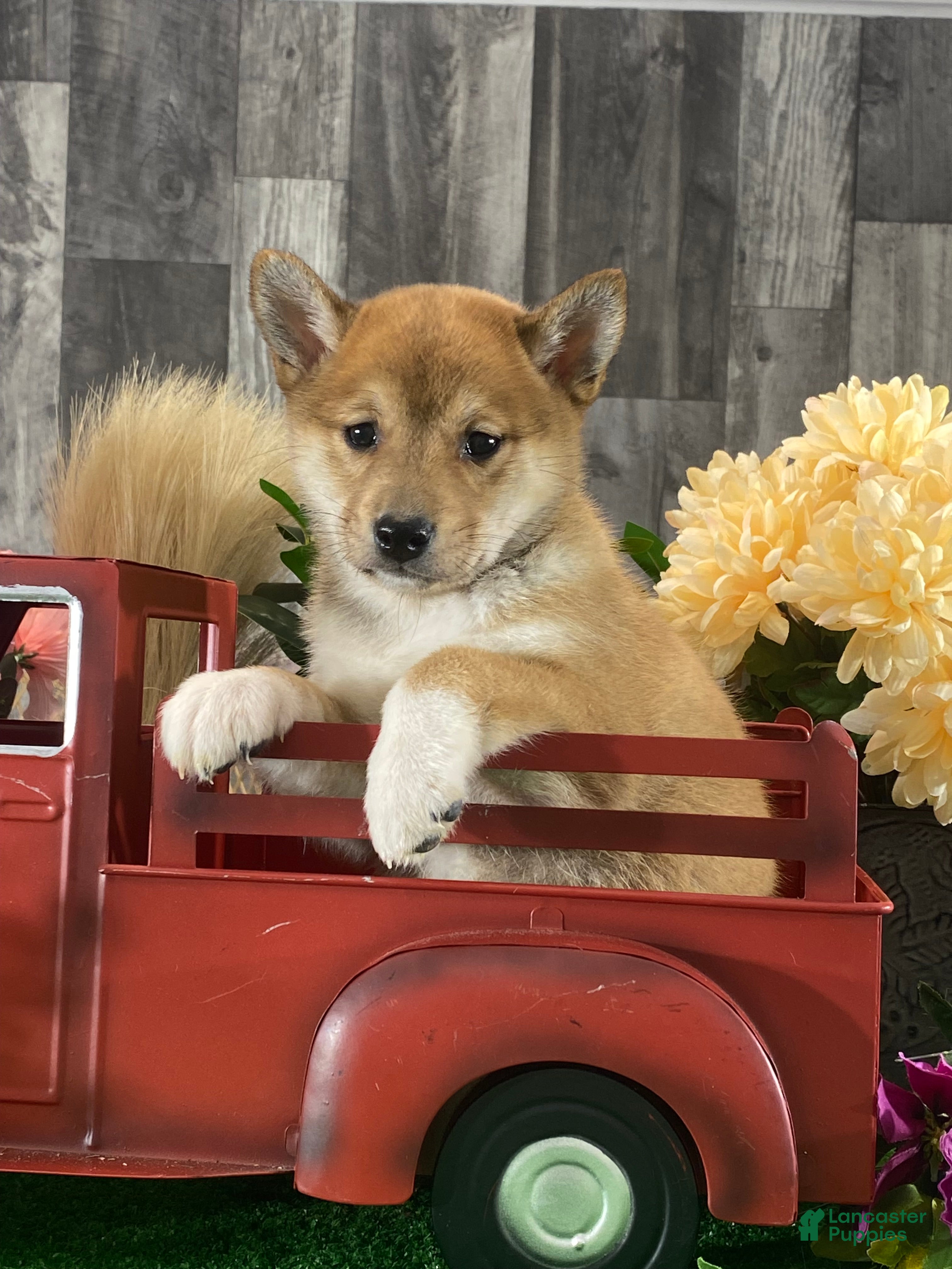 Shiba Inu dogs Ingrid - Ad 14