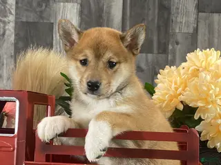 Shiba Inu dogs Ingrid - Ad 14