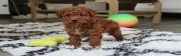 Bichpoo dogs for sale: Jonny - Ad 5