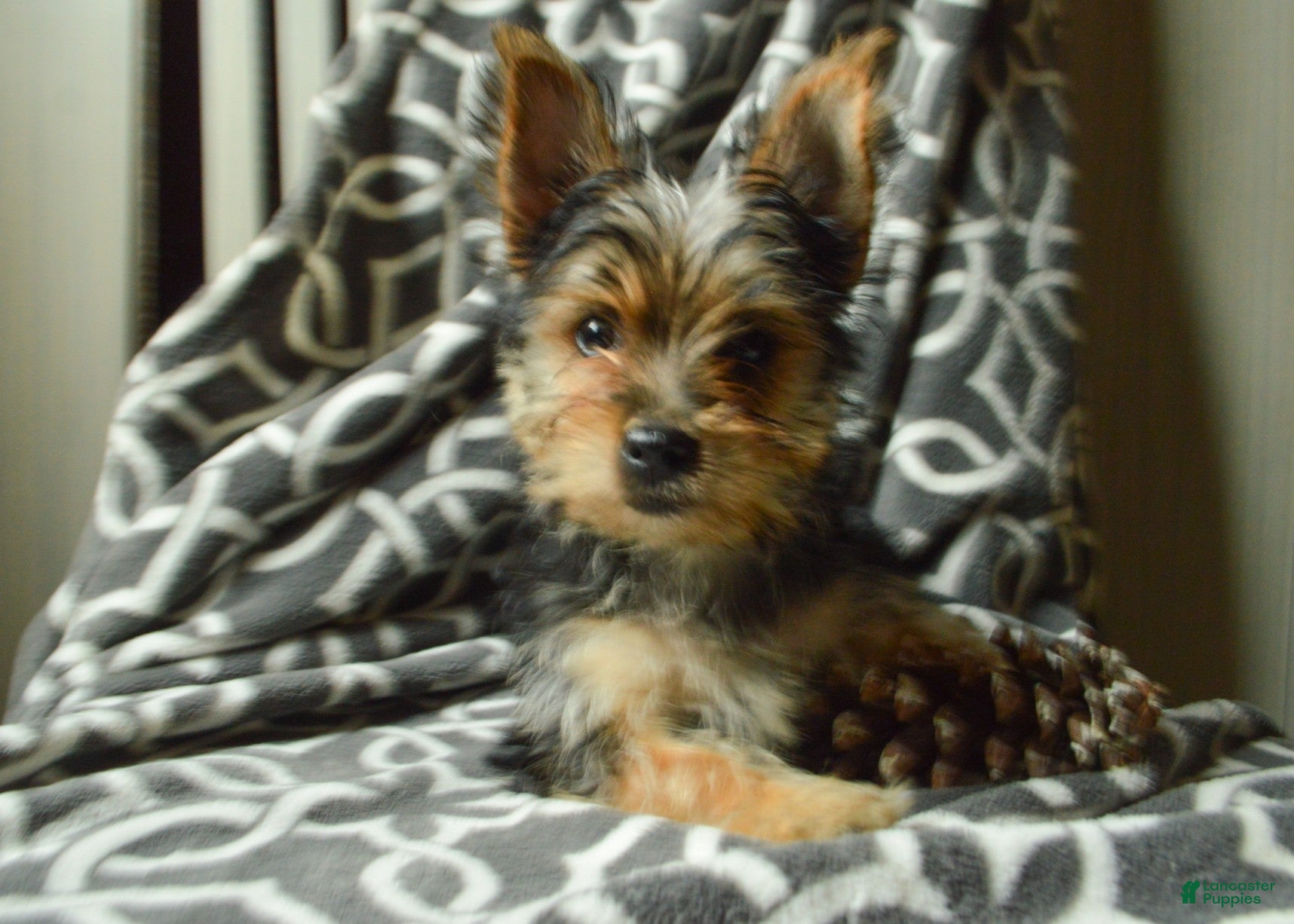 Yorkshire Terrier dogs Allie - Ad 35