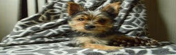 Yorkshire Terrier dogs for sale: Allie - Ad 1