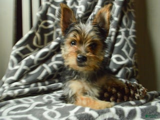 Yorkshire Terrier dogs Allie - Ad 20