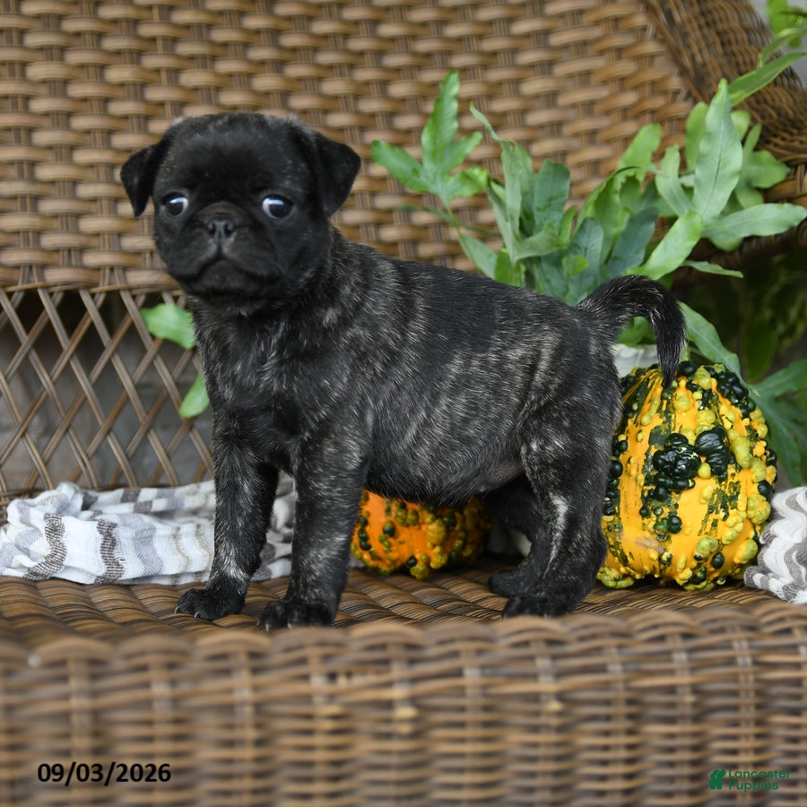 Pug dogs Truffle  - Ad 2