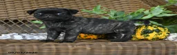 Pug dogs for sale: Truffle  - Ad 2