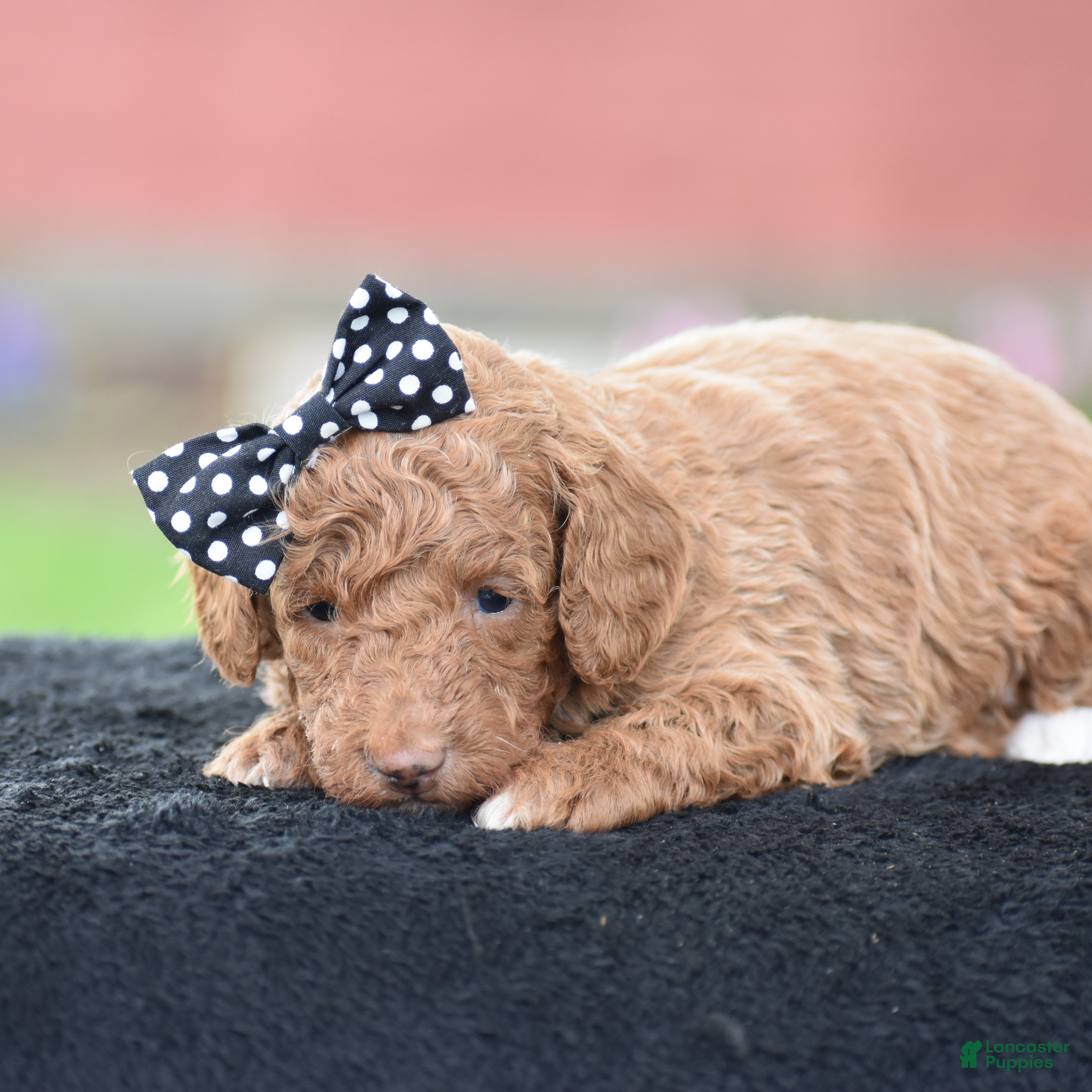 Miniature Poodle dogs Cappuccino - Ad 2