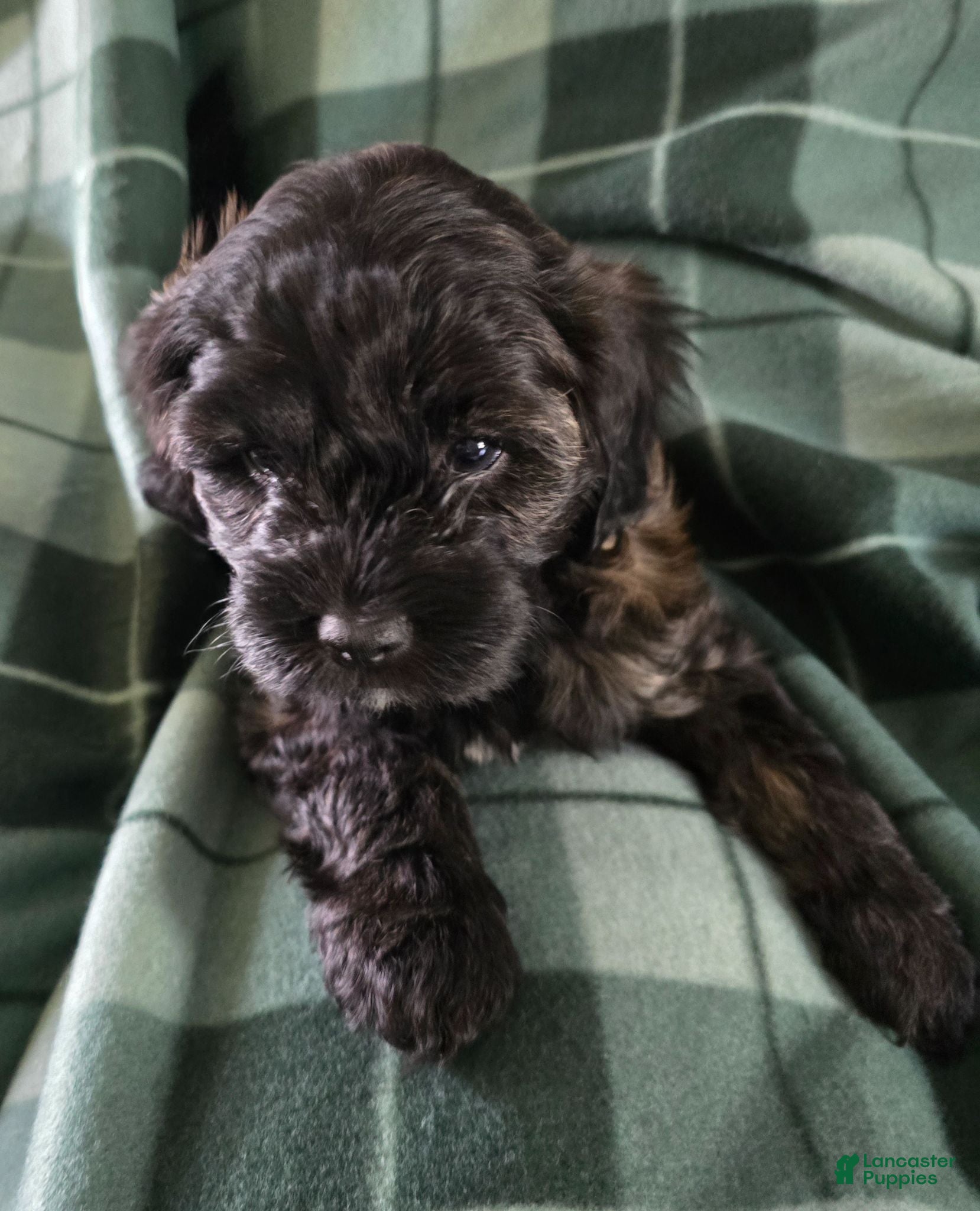 Shihpoo dogs Shihpoo 2 - Ad 35