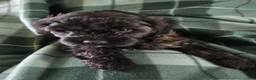 Shihpoo dogs for sale: Shihpoo 2 - Ad 1