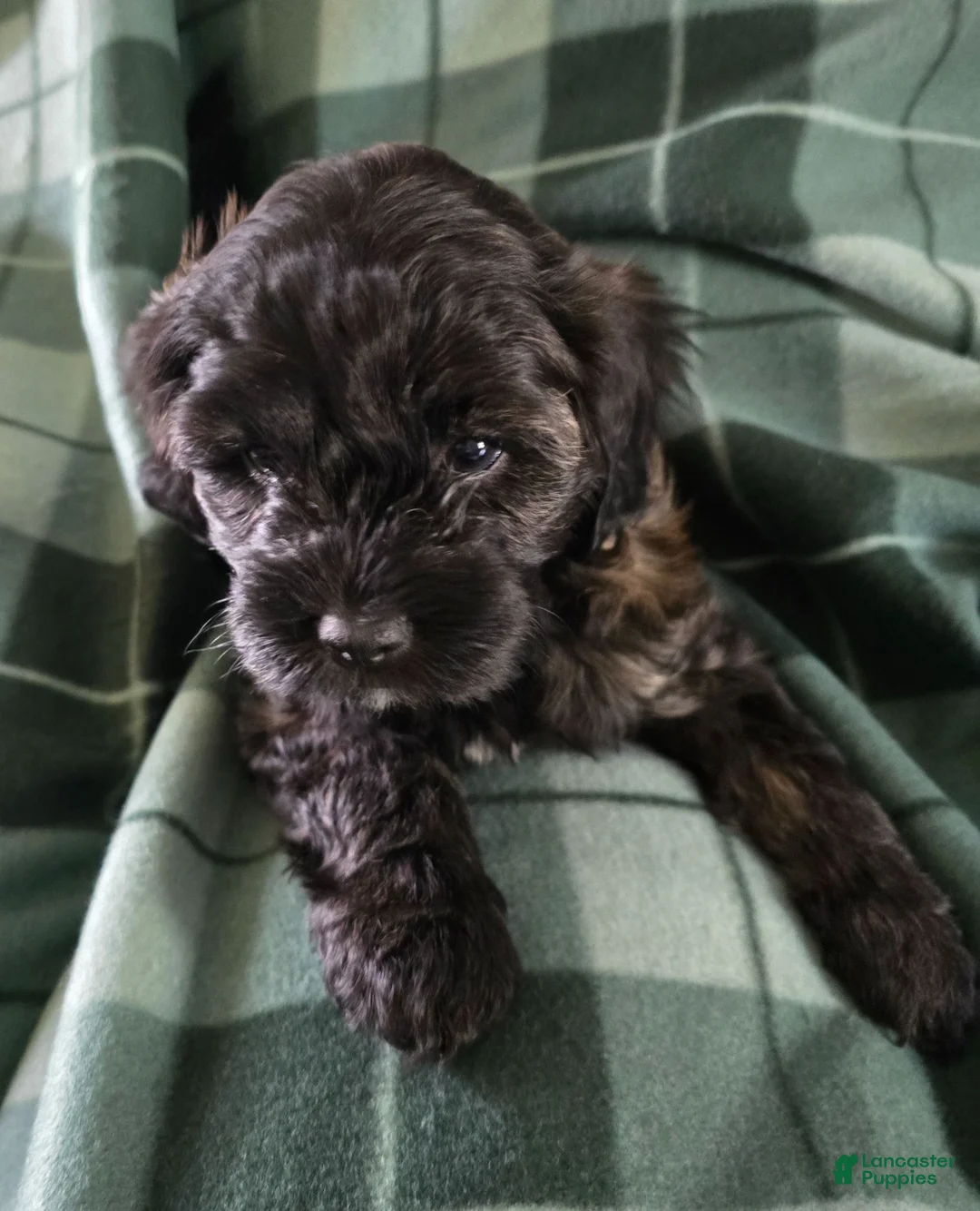 Shihpoo dogs for sale: Shihpoo 2 - Ad 1