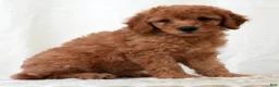 Mini Goldendoodle dogs for sale: Remington - Ad 6