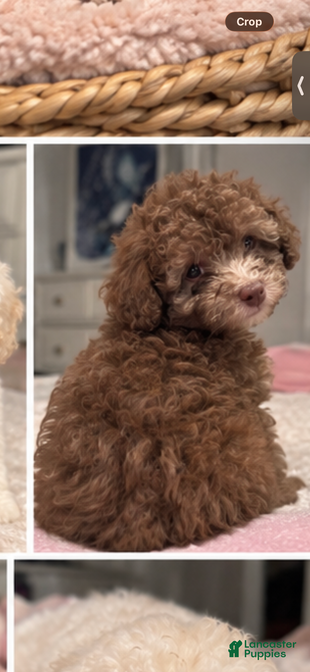 Toy Poodle