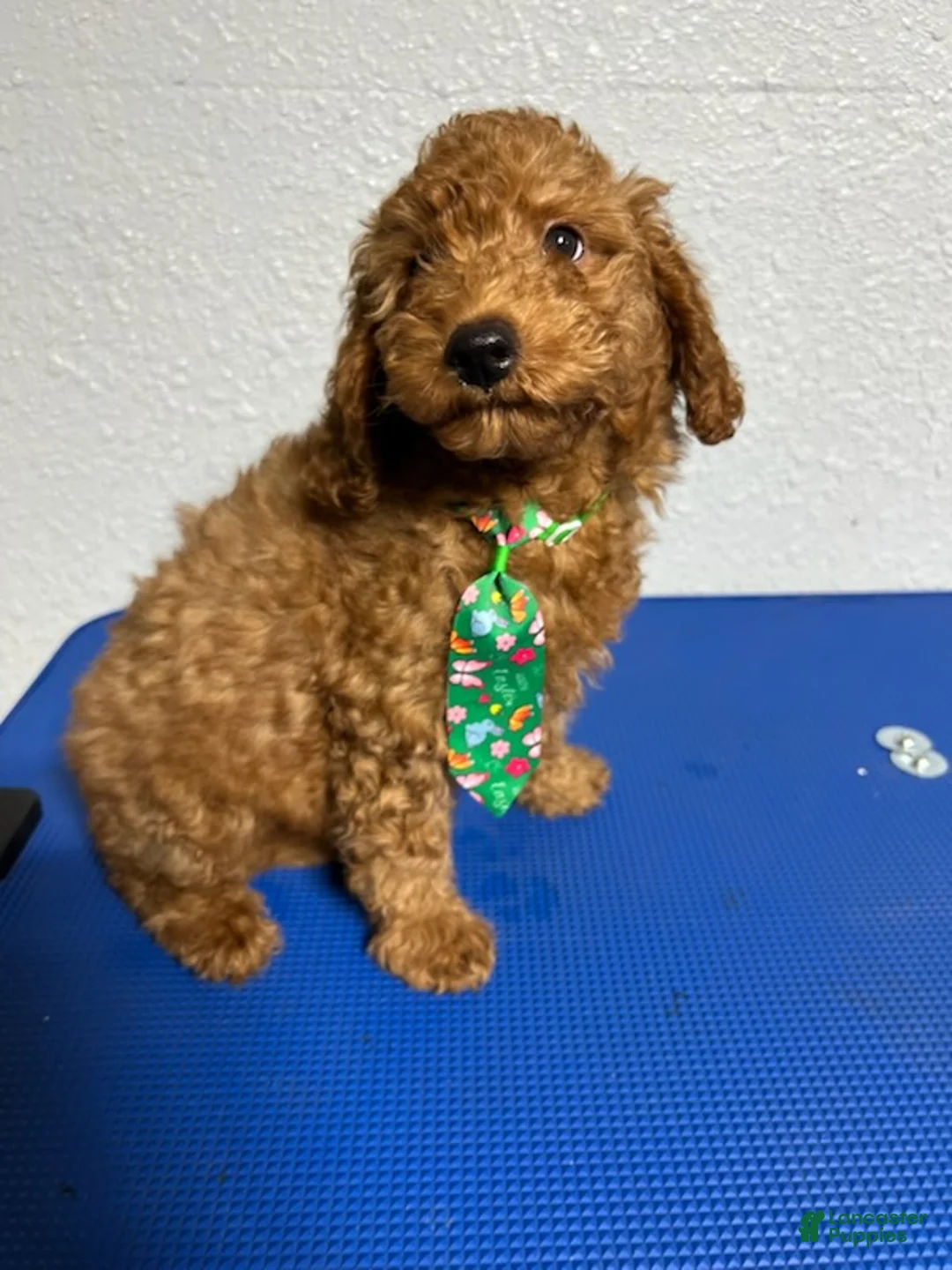 Mini Goldendoodle dogs for sale: Kobe - Ad 1