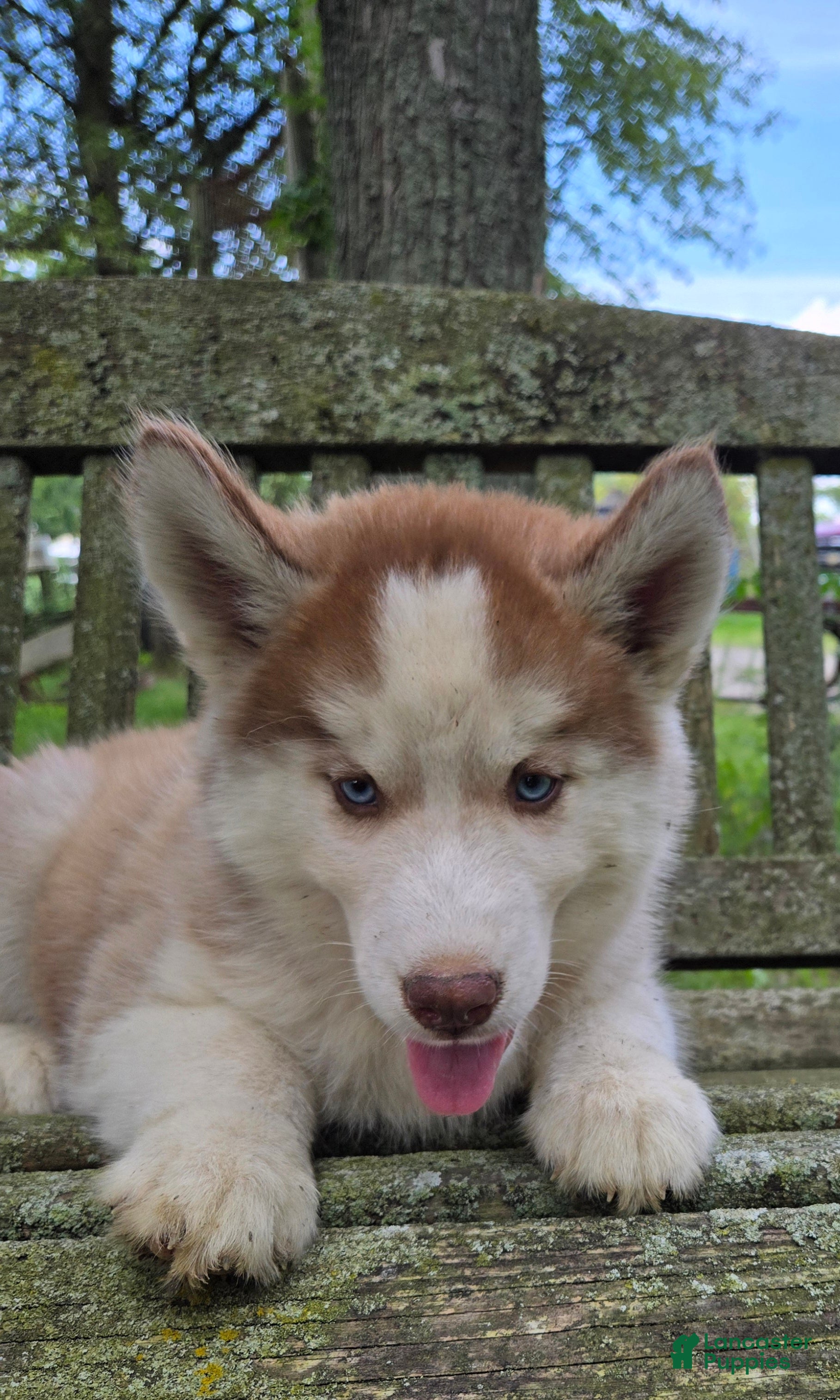 Siberian Husky dogs Stacy - Ad 2