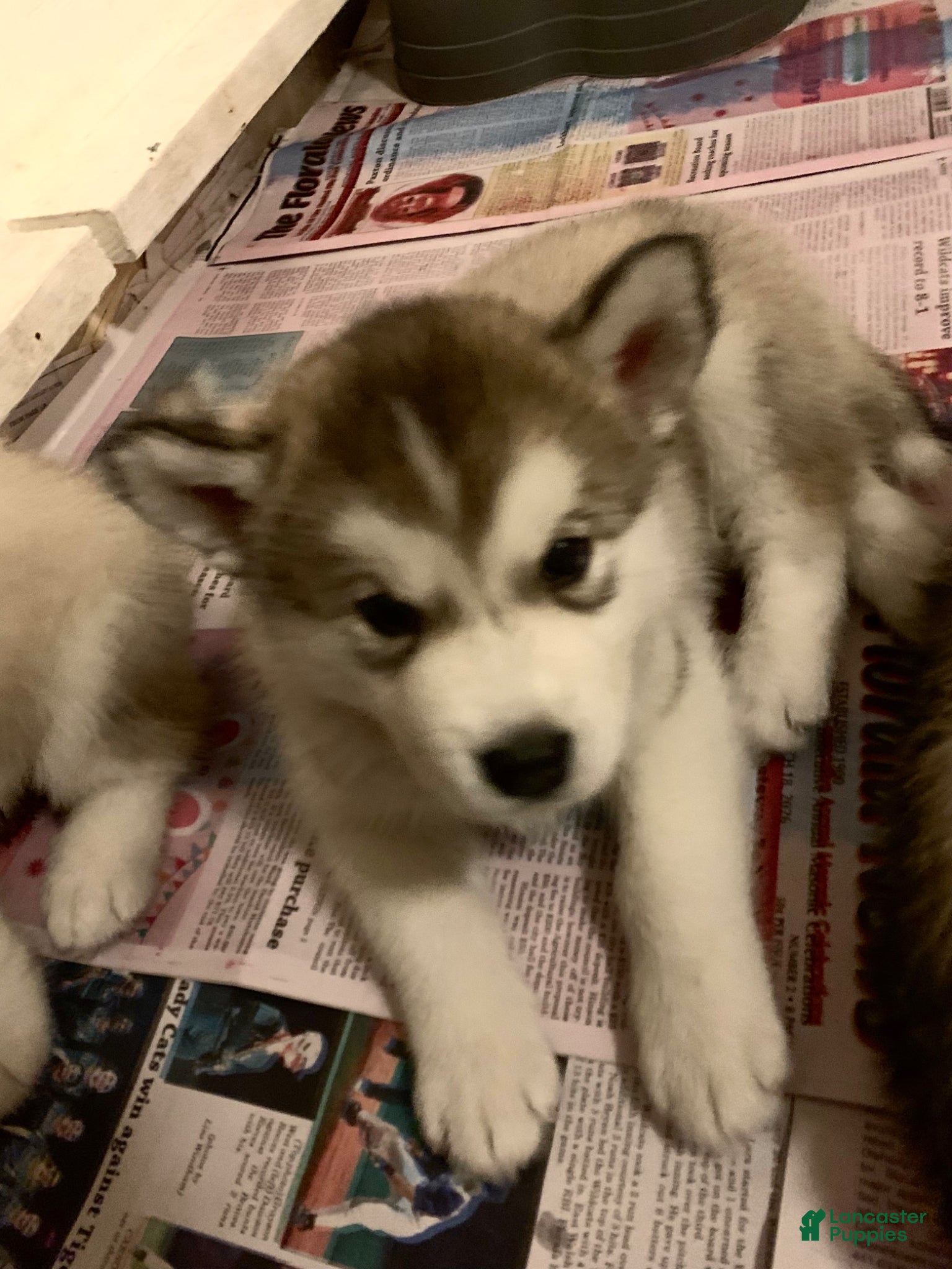 Alaskan Malamute dogs Blaze - Ad 6