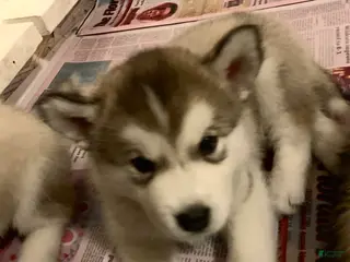 Alaskan Malamute dogs Blaze - Ad 6