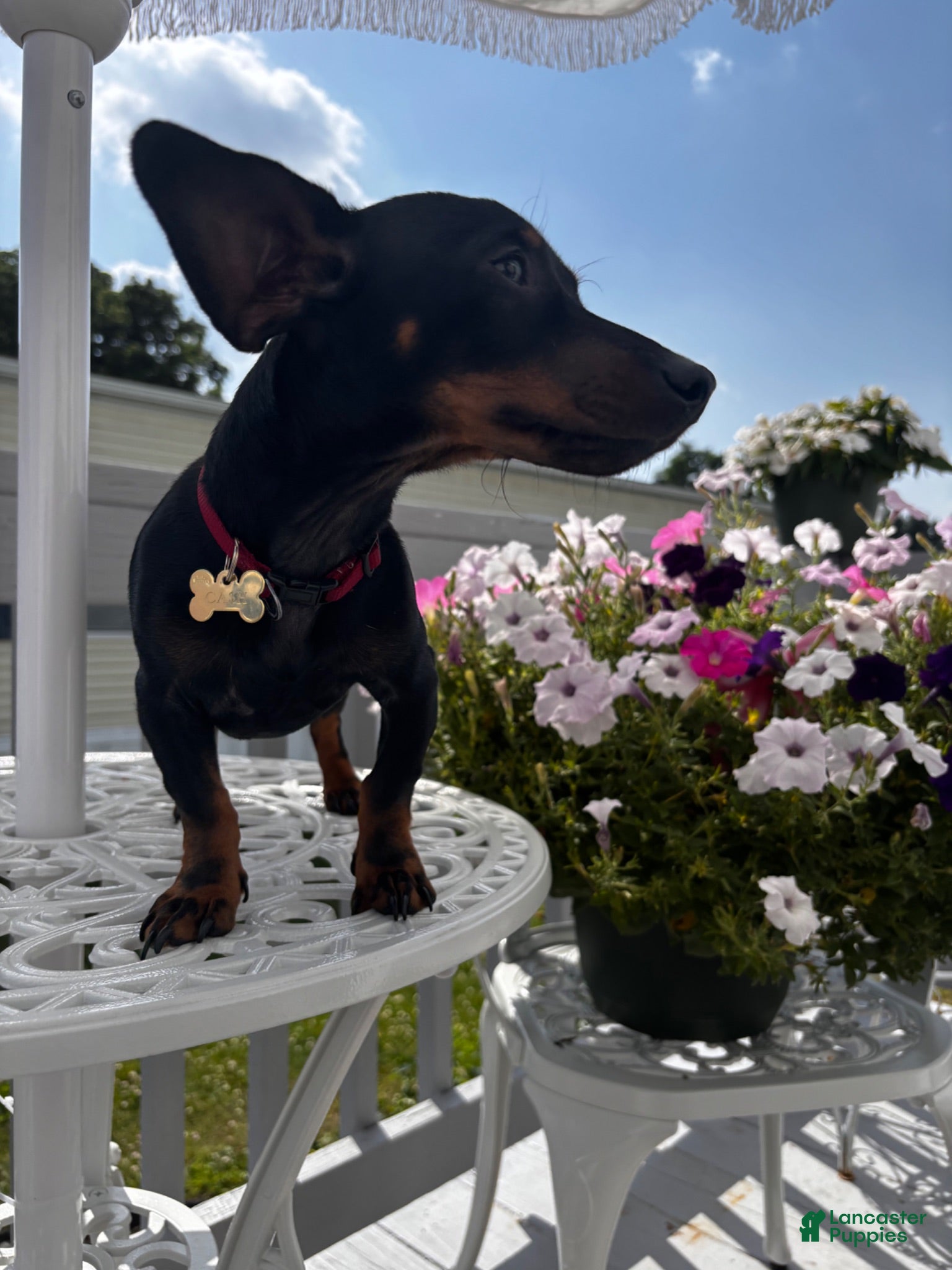 Miniature Dachshund dogs for sale: Miniature Dachshund 1 - Ad 2